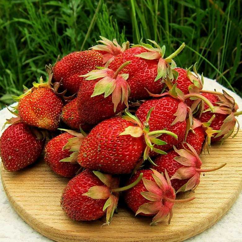 Садовая крупноплодная земляника сударушка - ягода на самый изысканный вкус