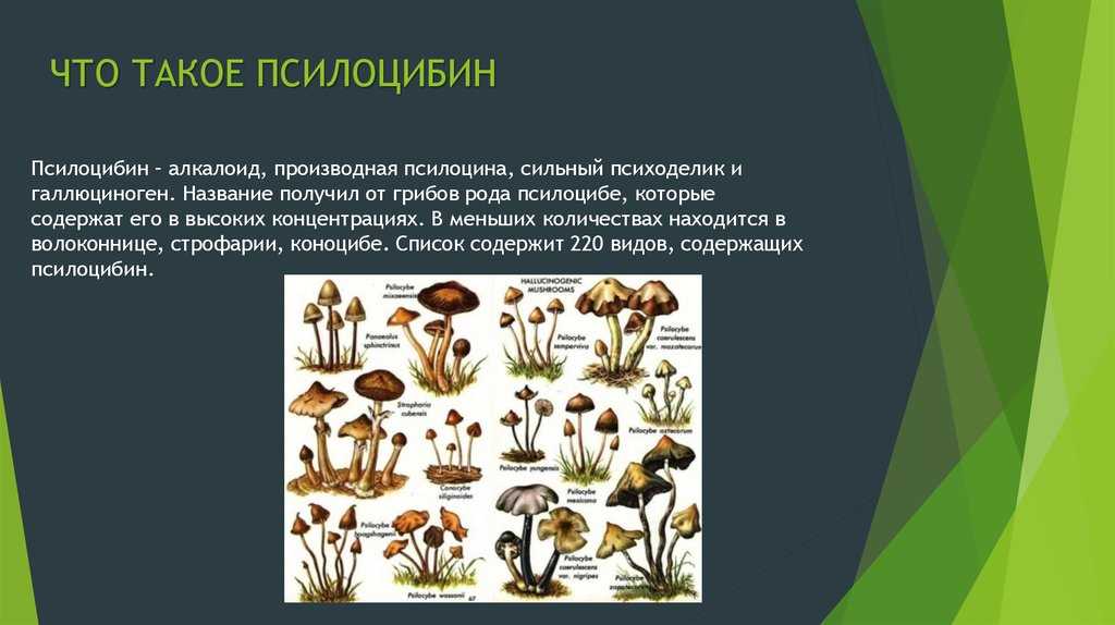 Псилоцибе чешская (psilocybe bohemica), описание гриба