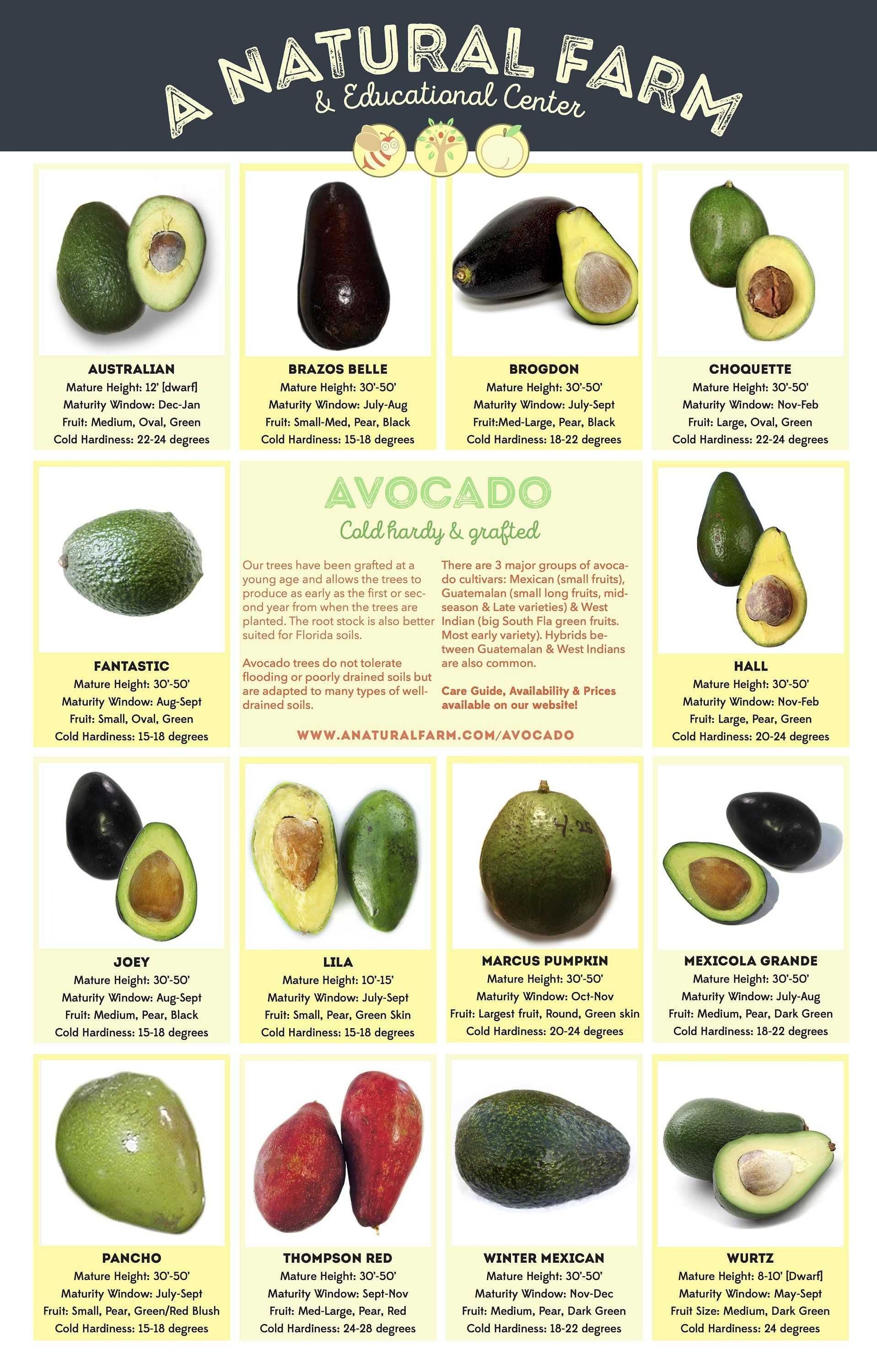 Авокадо: описание и сорта, состав и калорийность, польза и применение авокадо