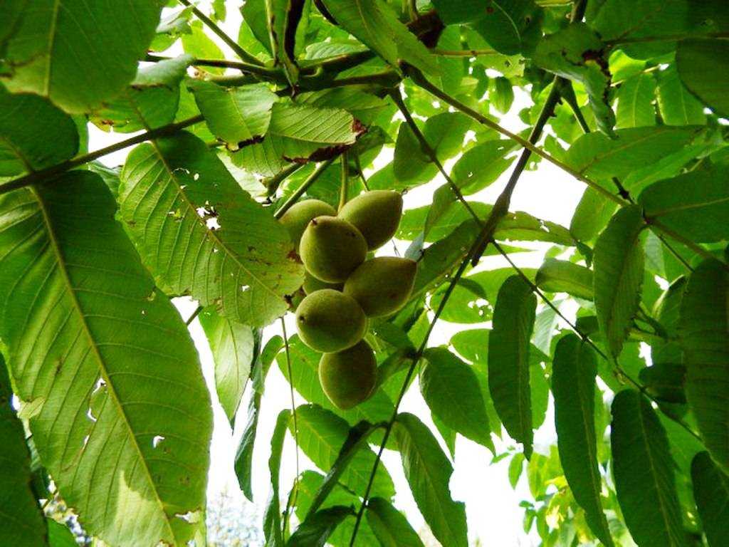 Маньчжурский орех: польза и вред для организма, можно ли есть и как применять в кулинарии, фото и описание дерева