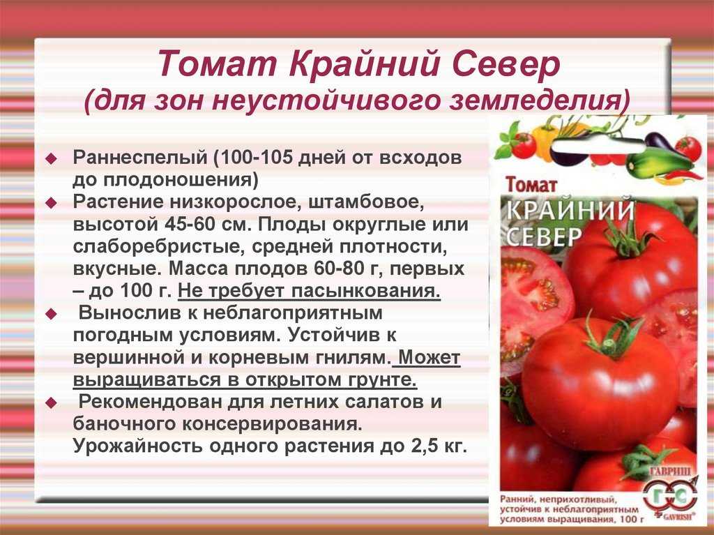 Описание сорта томата северенок и его характеристики – дачные дела