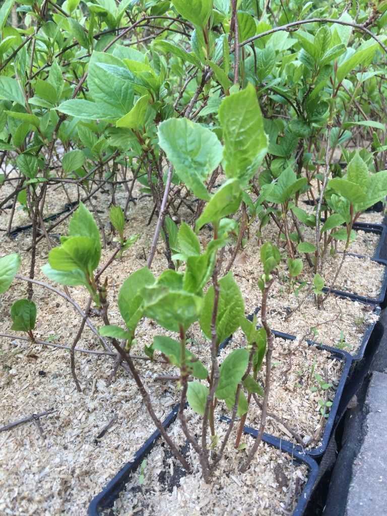 Как посадить и вырастить лимонник китайский и правила ухода за растением
