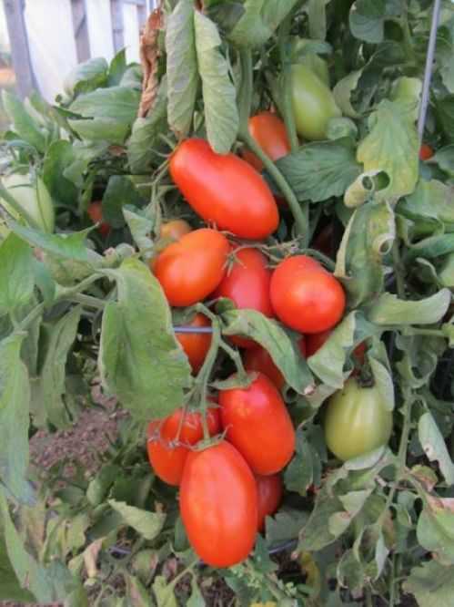 Томат туз: отзывы тех кто сажал помидоры об их урожайности, характеристика и описание сорта, фото куста
