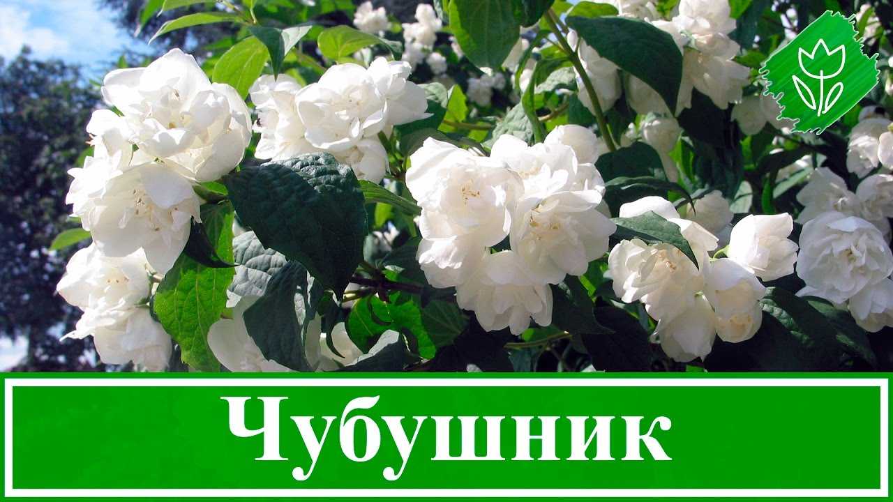 Чубушник садовый жасмин посадка и уход обрезка после цветения размножение черенками