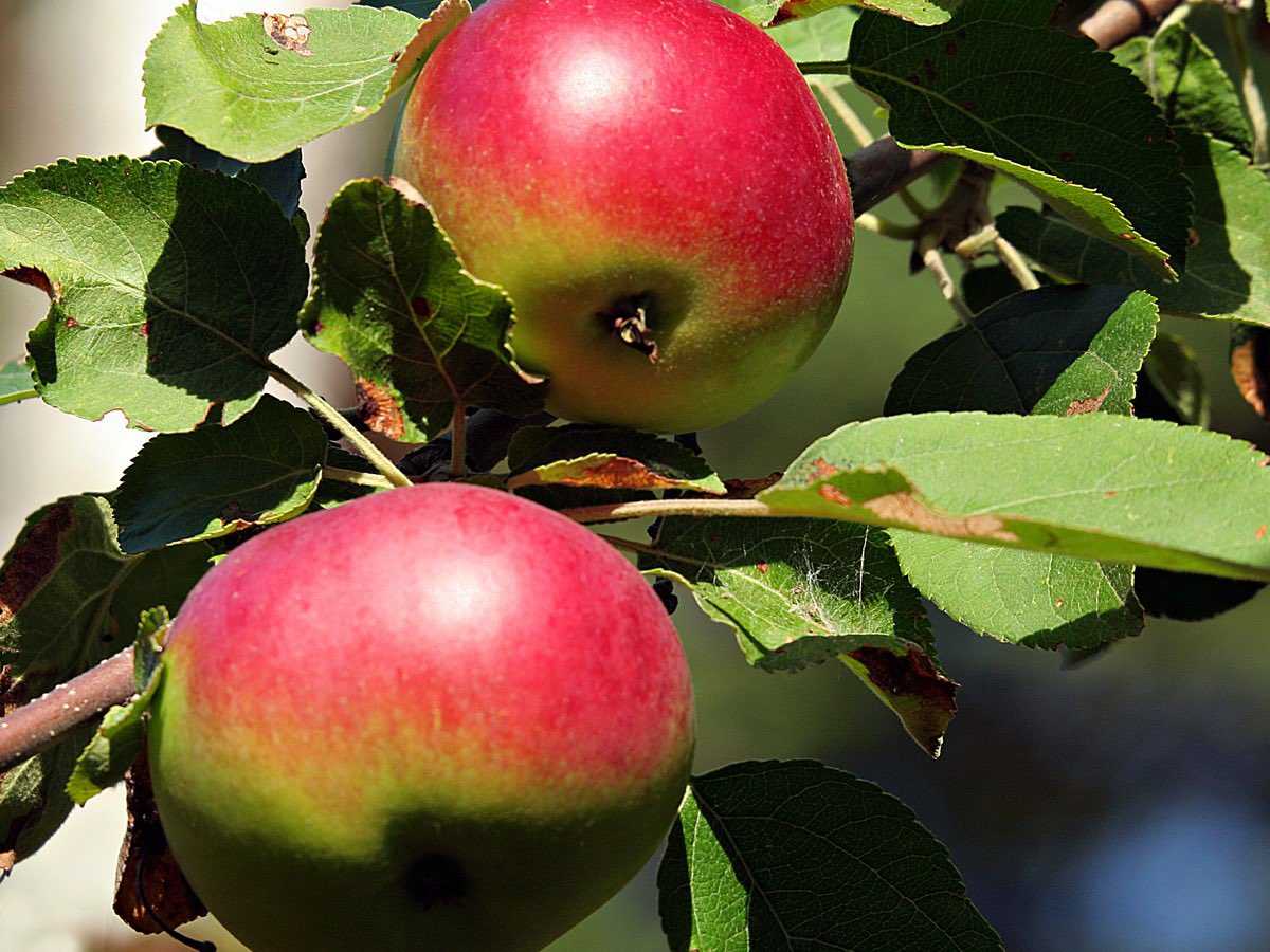 Описание яблони сорта солнцедар: характеристики, выращивание, фото, отзывы