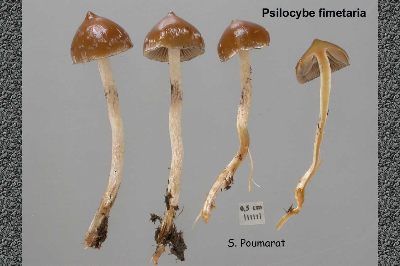 Панеолина сенокосная (panaeolina foenisecii) – грибы сибири