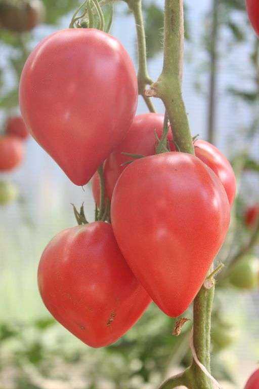 Популярный сорт томата японка: описание и основные характеристики, отзывы и фото, выращивание, посадка и уход, урожайность