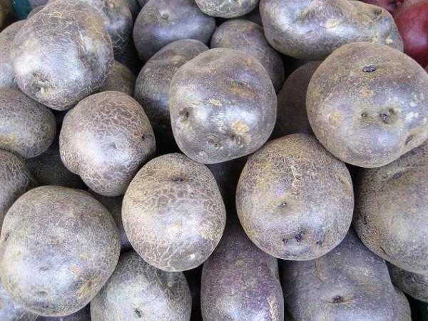 66 сортов картофеля  – рейтинг 2022. названия с фото