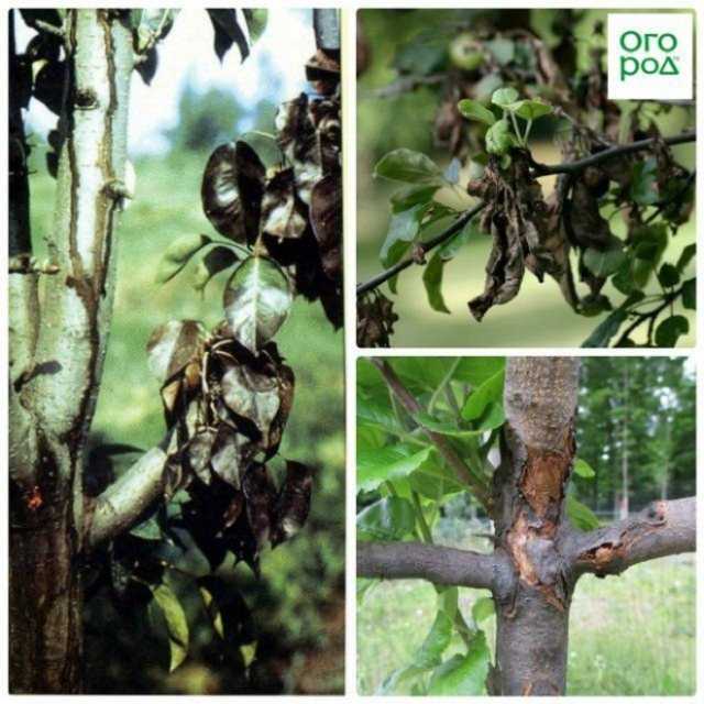 Черные пятна на листьях груши: причины и проверенные способы лечения