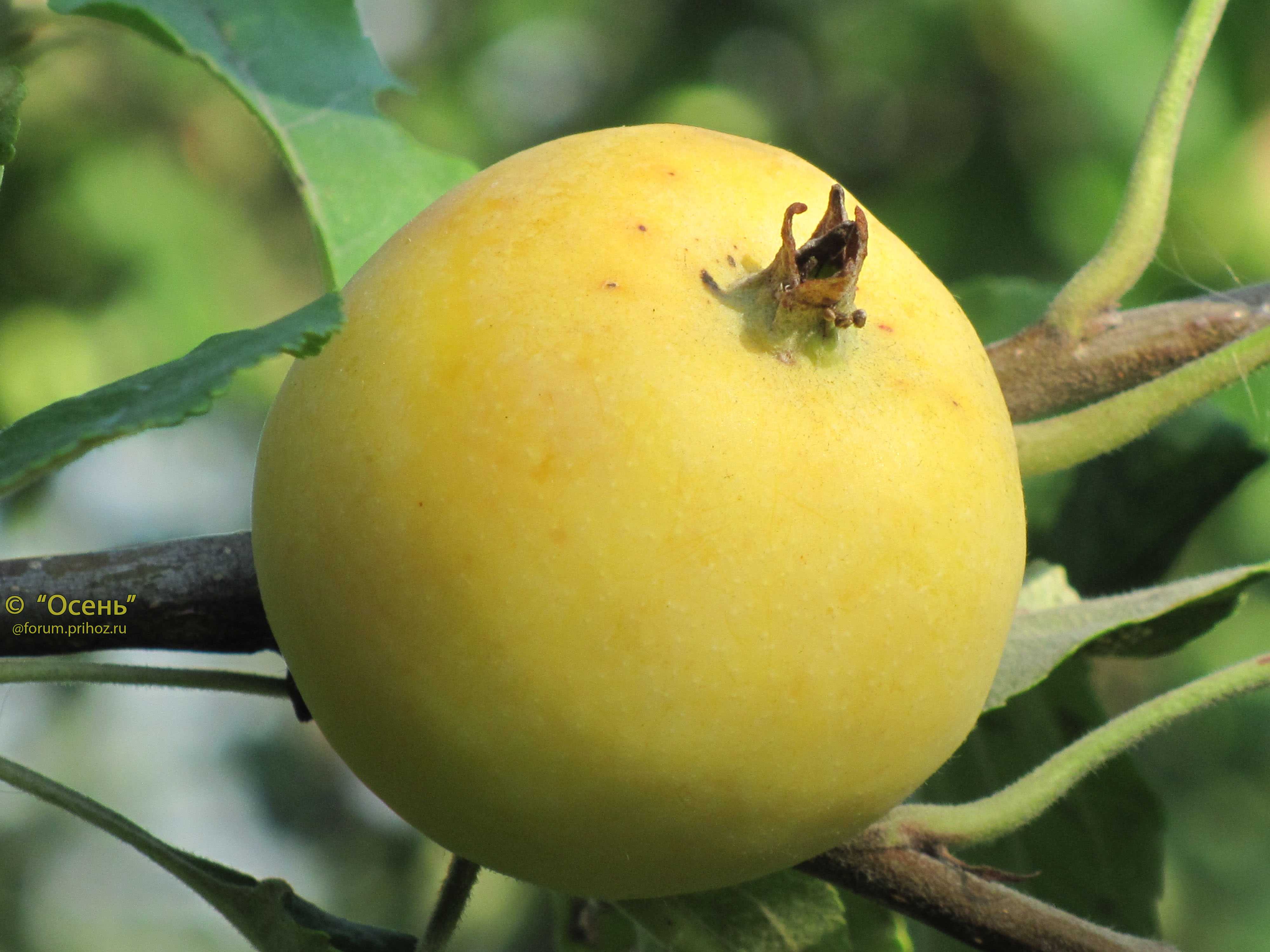 Про яблоню-китайку: большие возможности маленьких «райских» яблочек