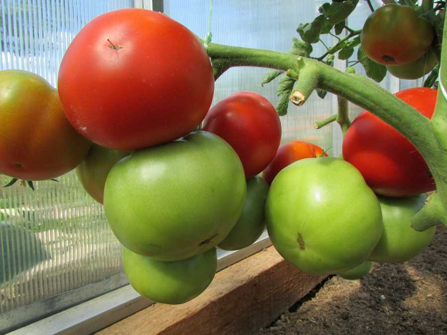 Томат кумир: описание сорта, фото помидоров и отзывы фермеров