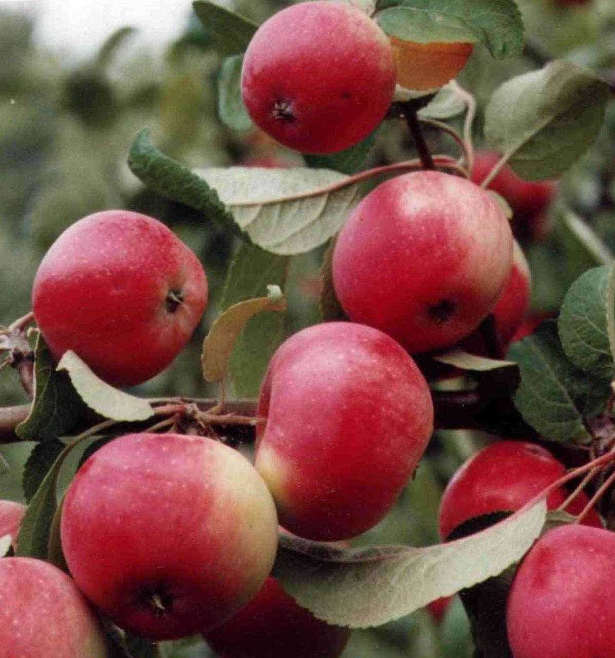 Карликовая яблоня чудное: особенности выращивания и ухода