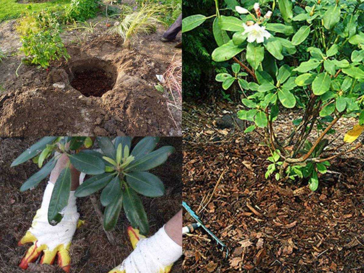 Рододендрон посадка и уход в открытом грунте, размножение, фото