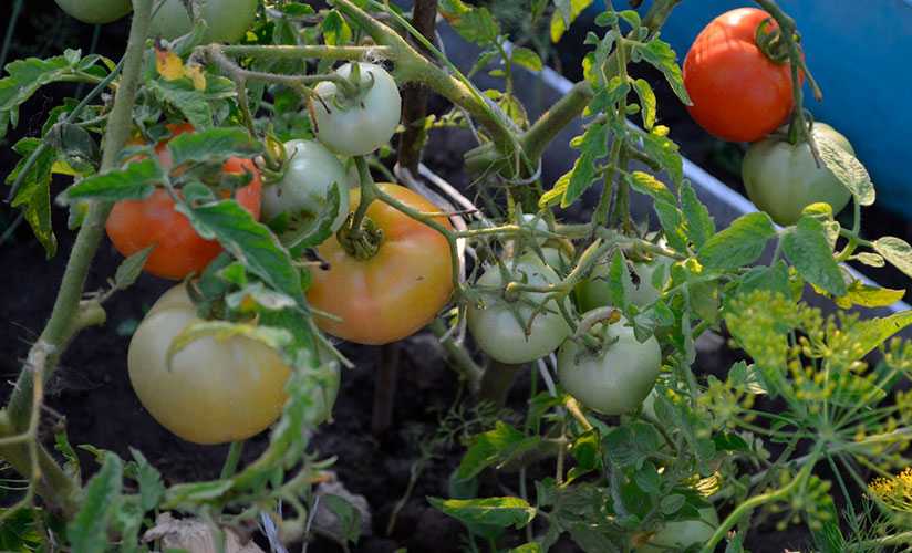 Томат надежда f1: отзывы огородников со стажем, фото полученного урожая помидоров, описание сорта, его преимущества и недостатки
