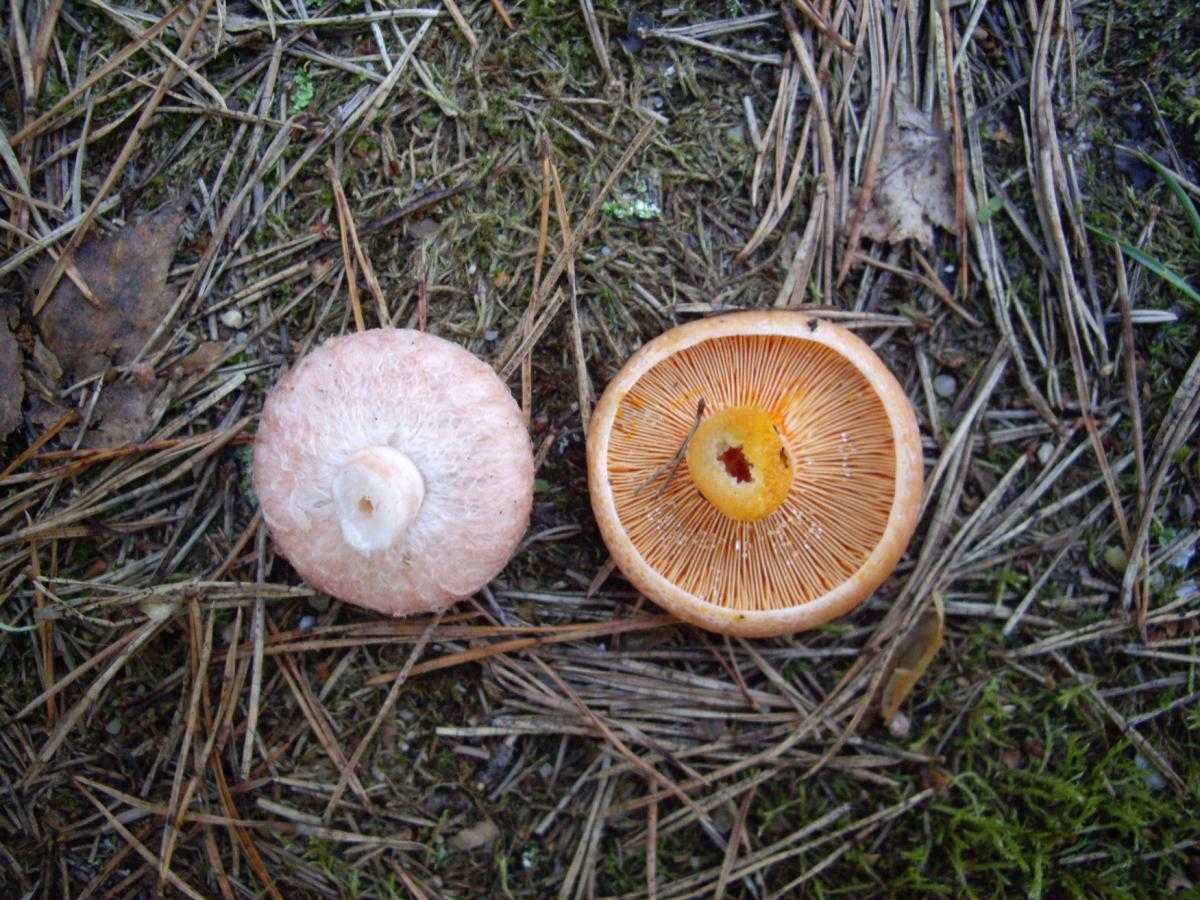 Внешний вид и описание грибов рыжиков и где они растут (+23 фото)?