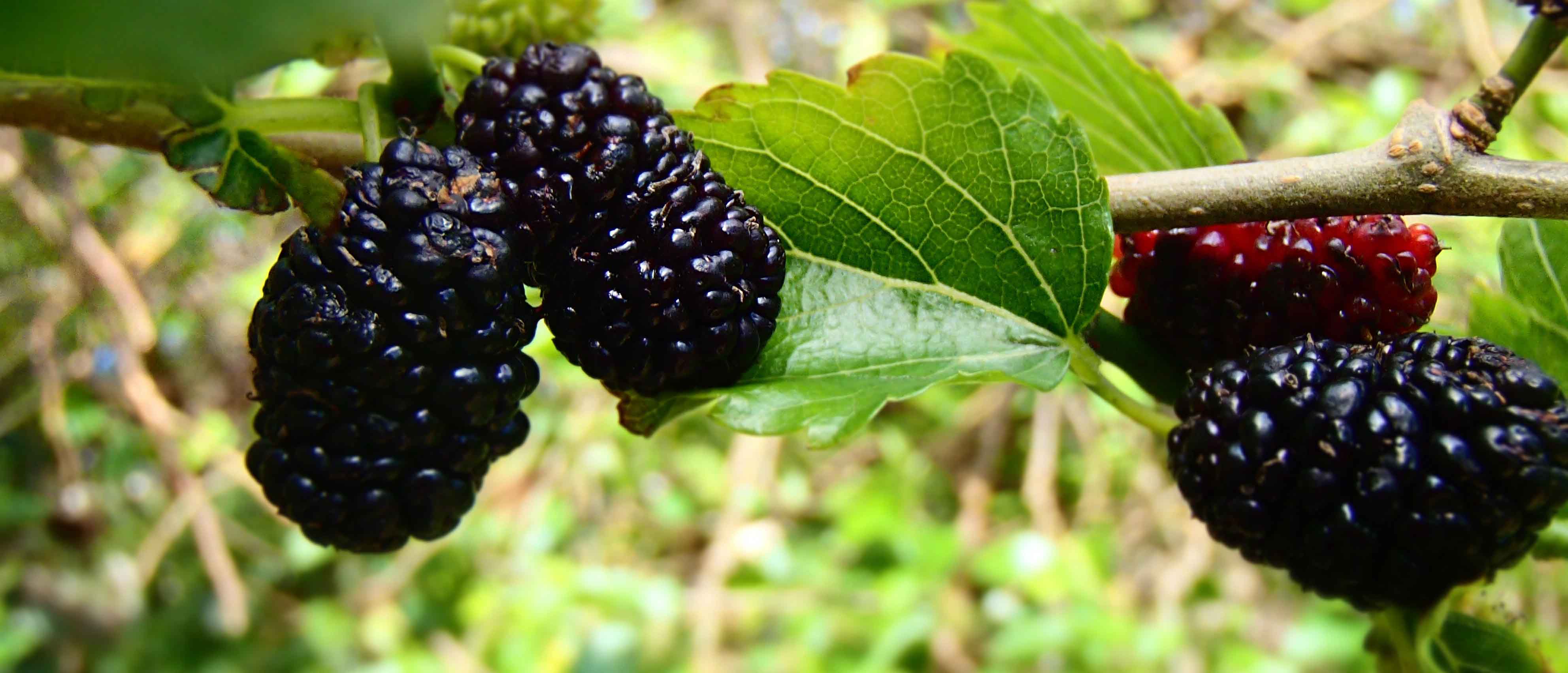 Черные ягоды: что можно есть, а от чего нужно отказаться