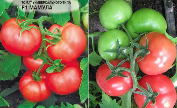 Томат морозко f1: характеристика и описание сорта, его фото и видео, особенности выращивания семян, урожайность куста, отзывы о помидоре