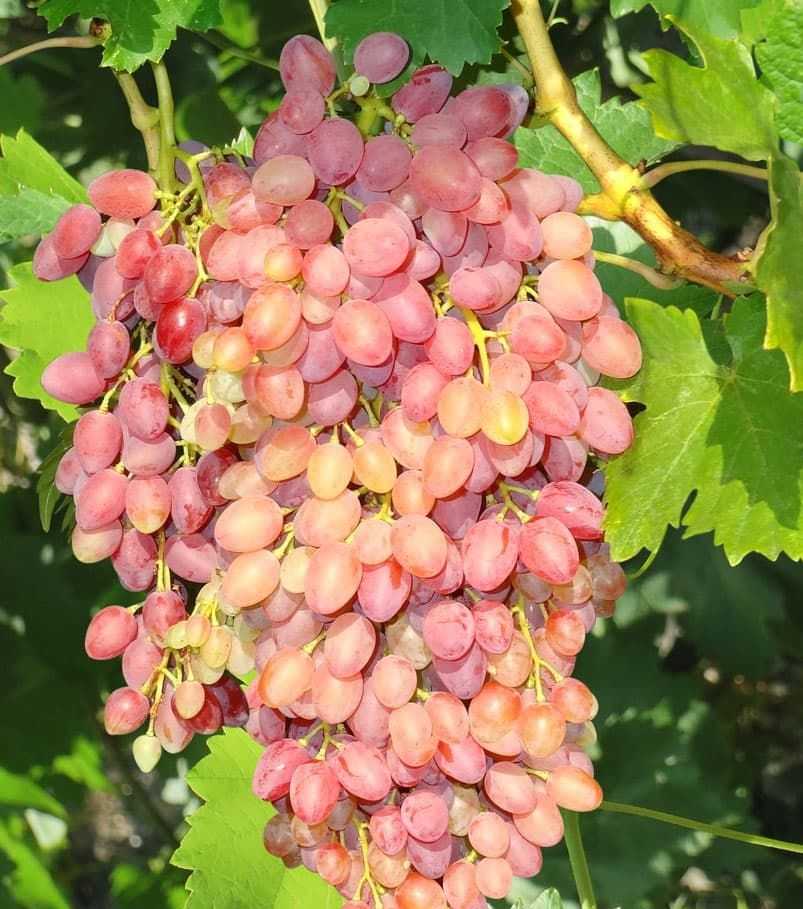 Сорт винограда кишмиш лучистый – сайт о винограде и вине