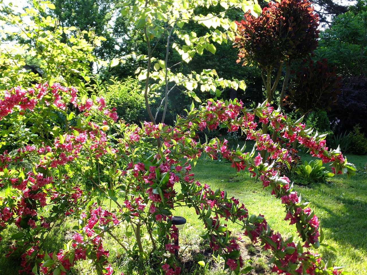 Бристоль руби (weigela bristol ruby) - сорт вейгелы, характеристики, уход, отзывы | сад и куст
