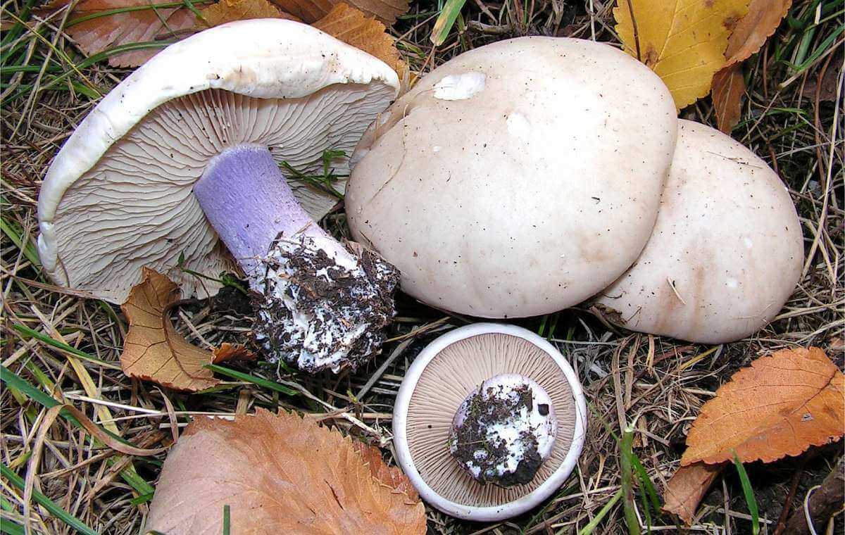 Рядовка фиолетовая: съедобный гриб или нет, где растет, польза и вред
рядовка фиолетовая: съедобный гриб или нет, где растет, польза и вред