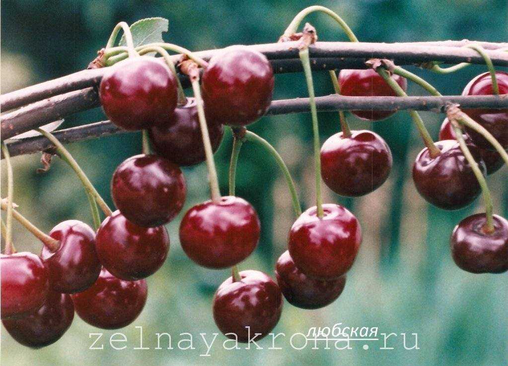 Описание вишни сорта «любская»: фото и отзывы