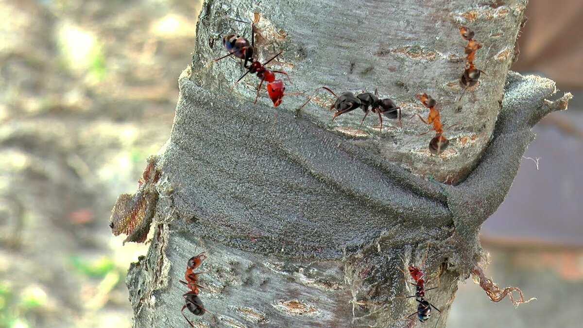 Как избавиться от муравьев на вишне, способы борьбы Жизненный цикл насекомых, возможно ли навсегда от них избавиться Профилактические меры в саду