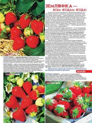 Клубника полка: описание любимого сорта многими садоводами, видео отзыв о выращивании с фото