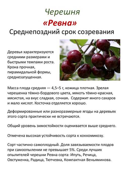 Фунгицид хорус: инструкция по применению, когда обрабатывать плодовые растения, клубнику, виноград и хвойные