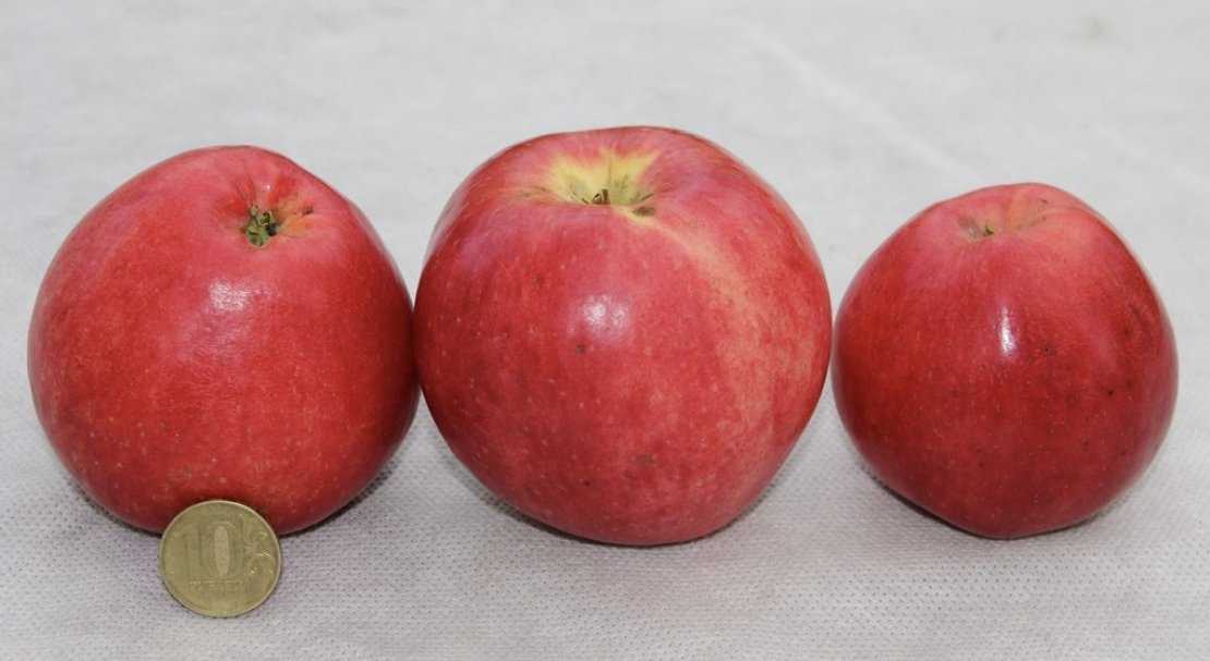 Пепин шафранный, описание сорта яблок