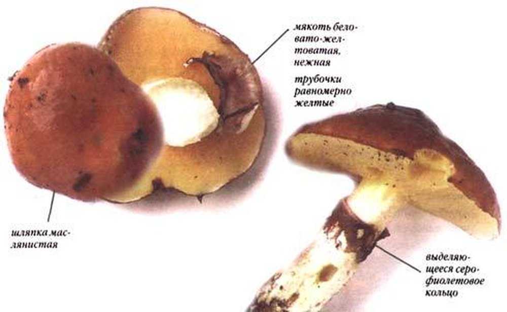 Грибы маслята: описание съедобных видов, их двойники, фото