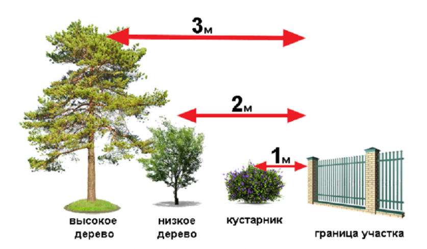 Сколько деревьев посадить на участке