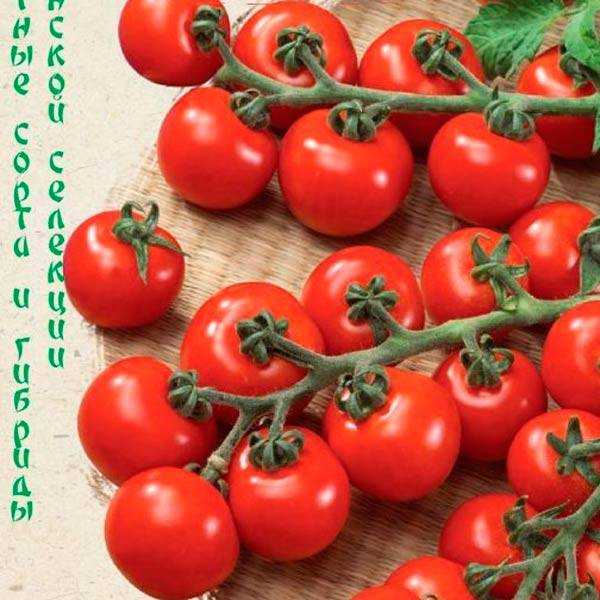 Как вырастить помидоры черри блосэм