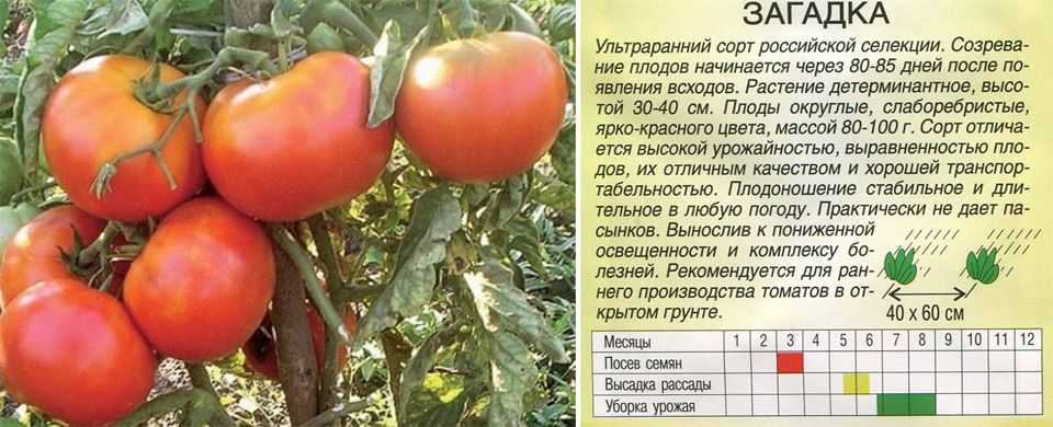 Как вырастить урожайный томат без особого труда. описание гибрида надежда и секреты культивации