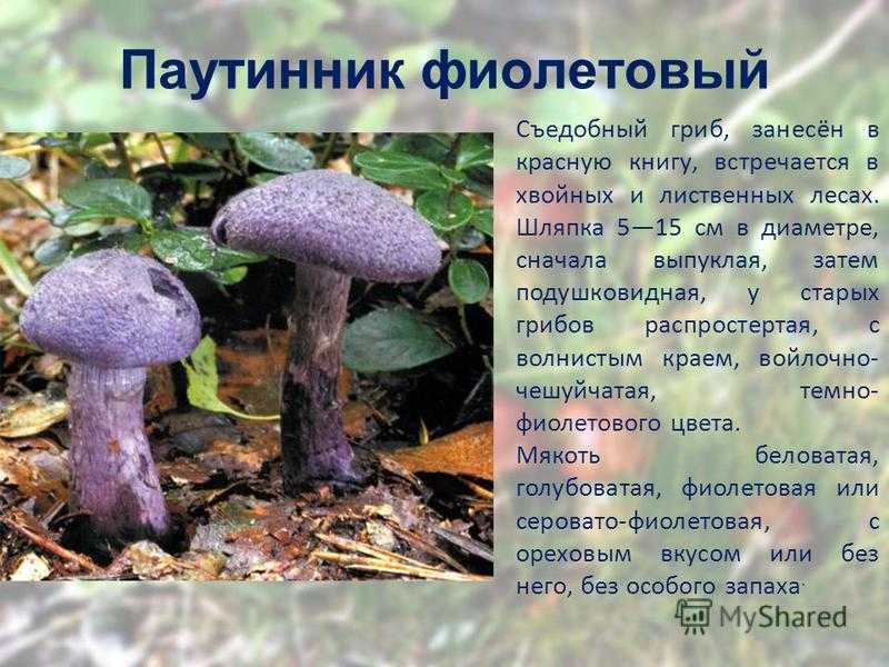 Фото грибов которые занесены в красную книгу