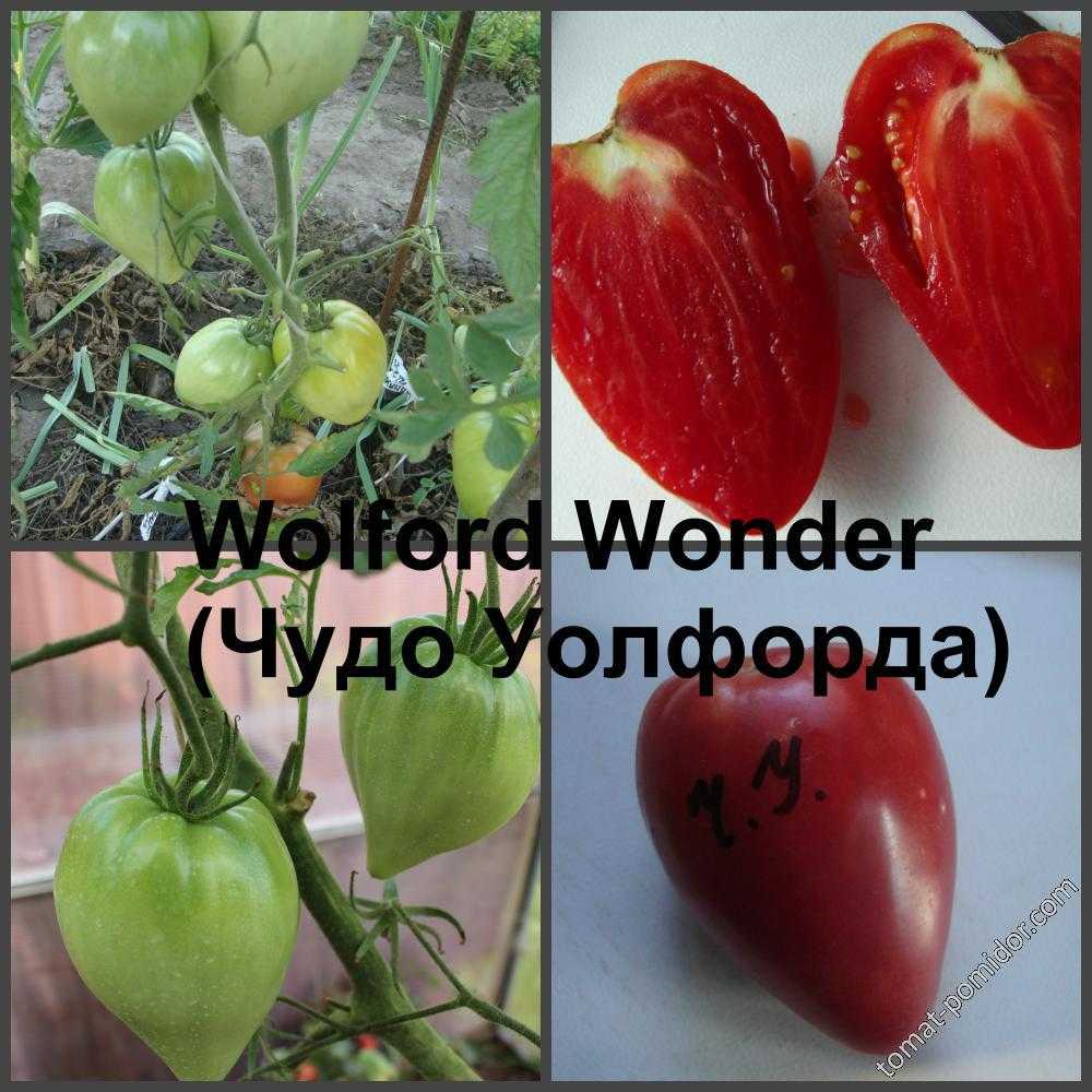 Томат чудо уолфорда (wolford wonder): отзывы об урожайности, фото помидоров, характеристика и описание сорта