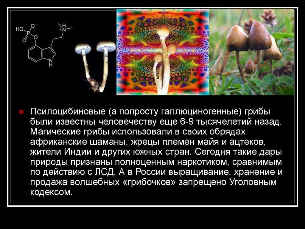 Псилоцибиновый гриб - как определить, галлюциногенные свойства и последствия употребления