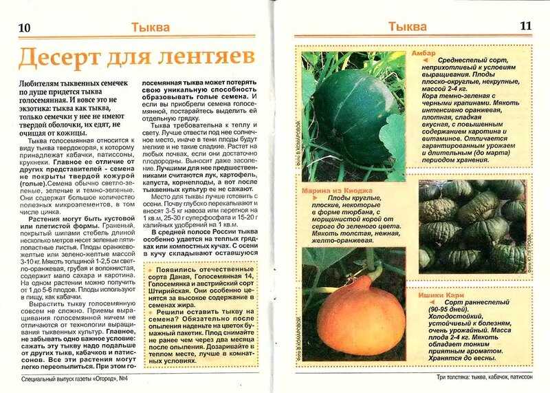Тыква крупноплодная: описание 20 лучших сортов и характеристика, выращивание и уход с фото