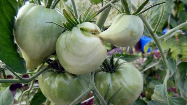 Характеристика и описание сорта томата тяжеловес сибири, его урожайность
