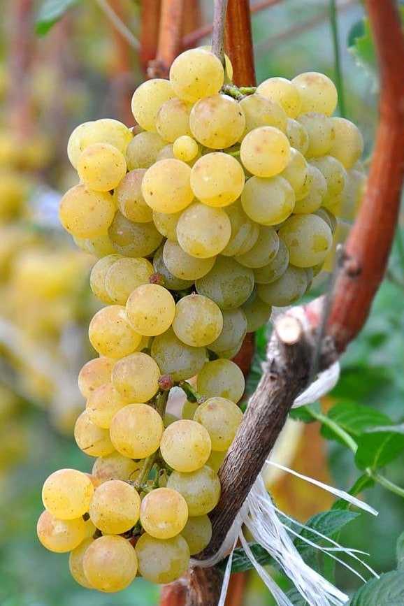 Цитронный магарача виноград ?: описание сорта, фото, отзывы | qlumba.com