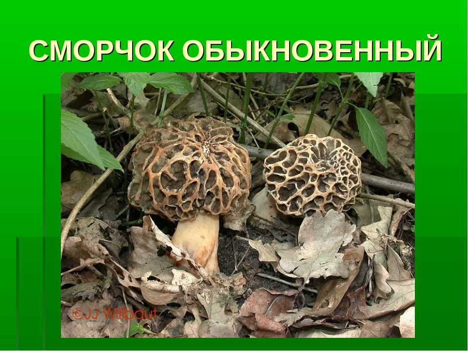 Время сморчков. Сморчки грибы съедобные и несъедобные. Где растут сморчки. Строчок и сморчок отличия. Строчки грибы фото несъедобные.