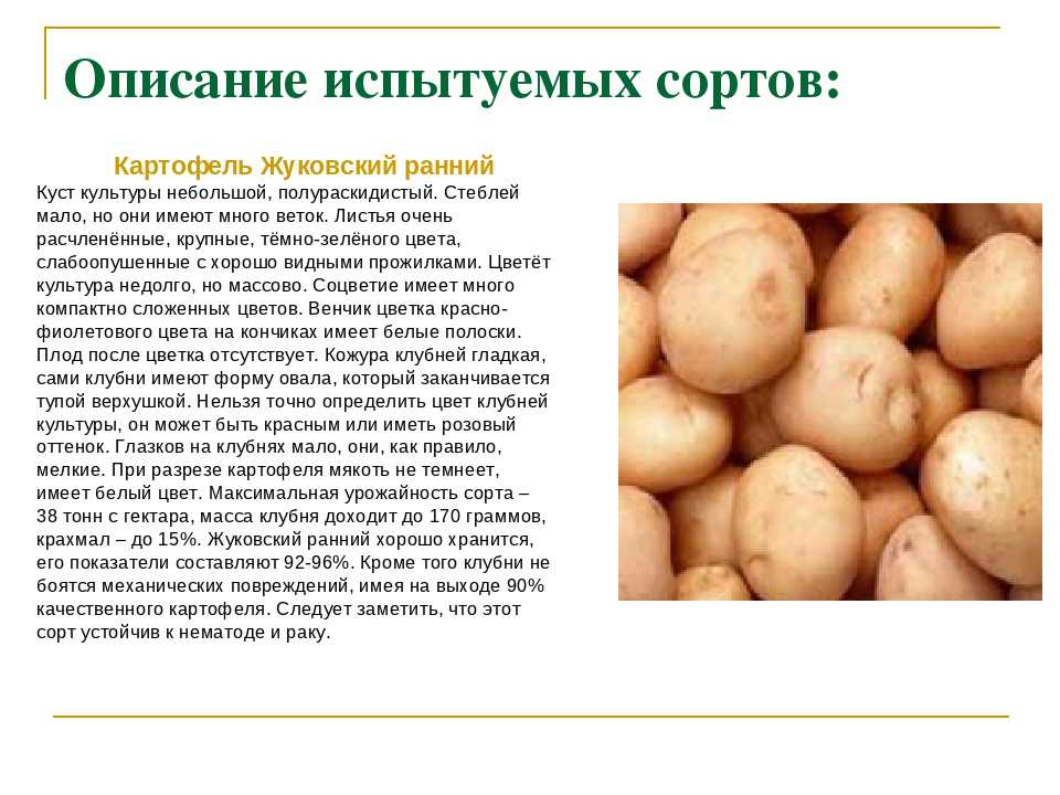 Картофель скарлет: описание сорта, фото, отзывы, особенности посадки и уход :: syl.ru