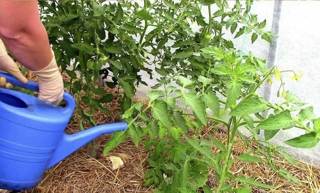 Применение кожуры цитрусовых в огороде для подкормки и против вредителей