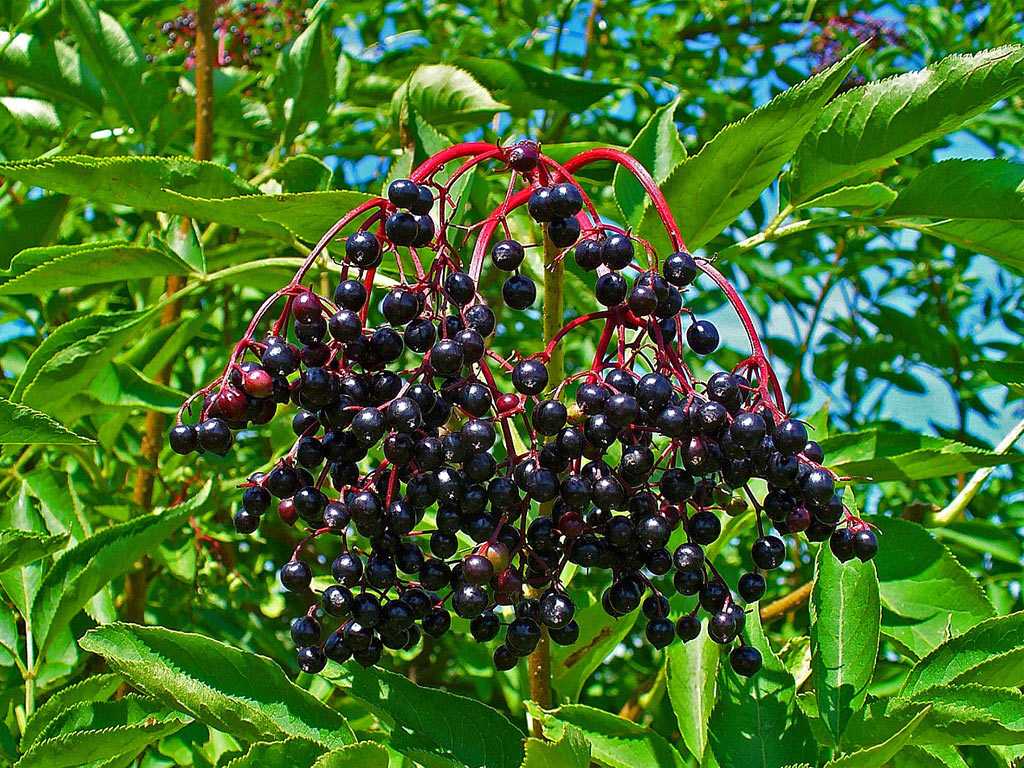 Бузина черная ауреа - характеристика сорта, ценность растения и уход за ним