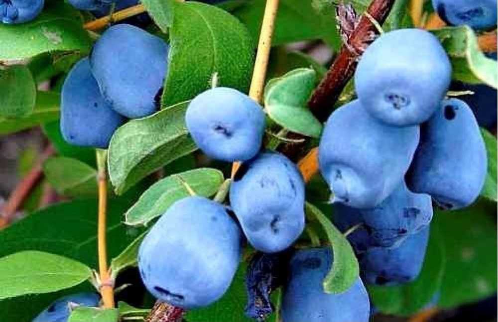 Синяя птица — один из распространённых ягодных сортов жимолости среди садоводов