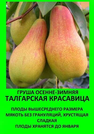 Сорта опылители груши талгарская красавица