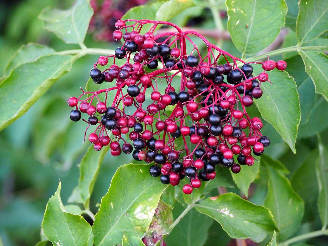 Бузина черная: «целебный самбук» — посадка, выращивание и уход, размножение