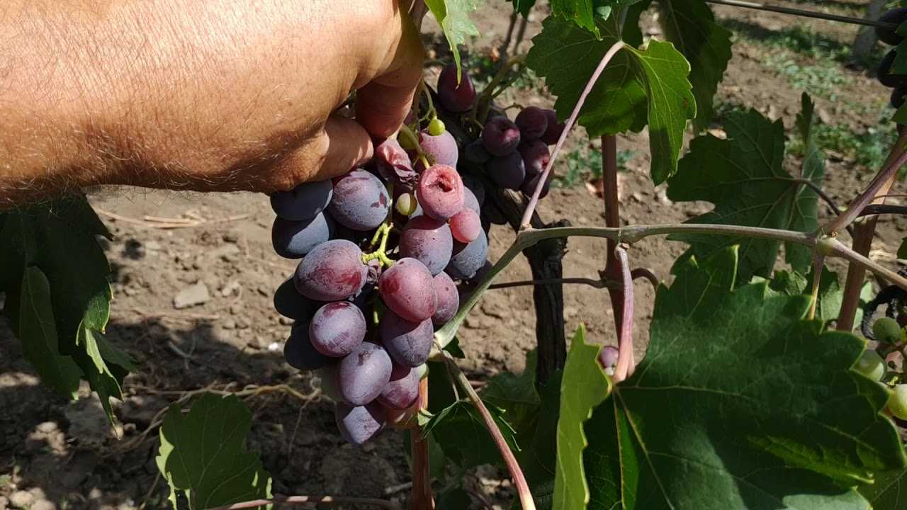 Формирование куста винограда: как правильно формировать виноградную лозу – схемы