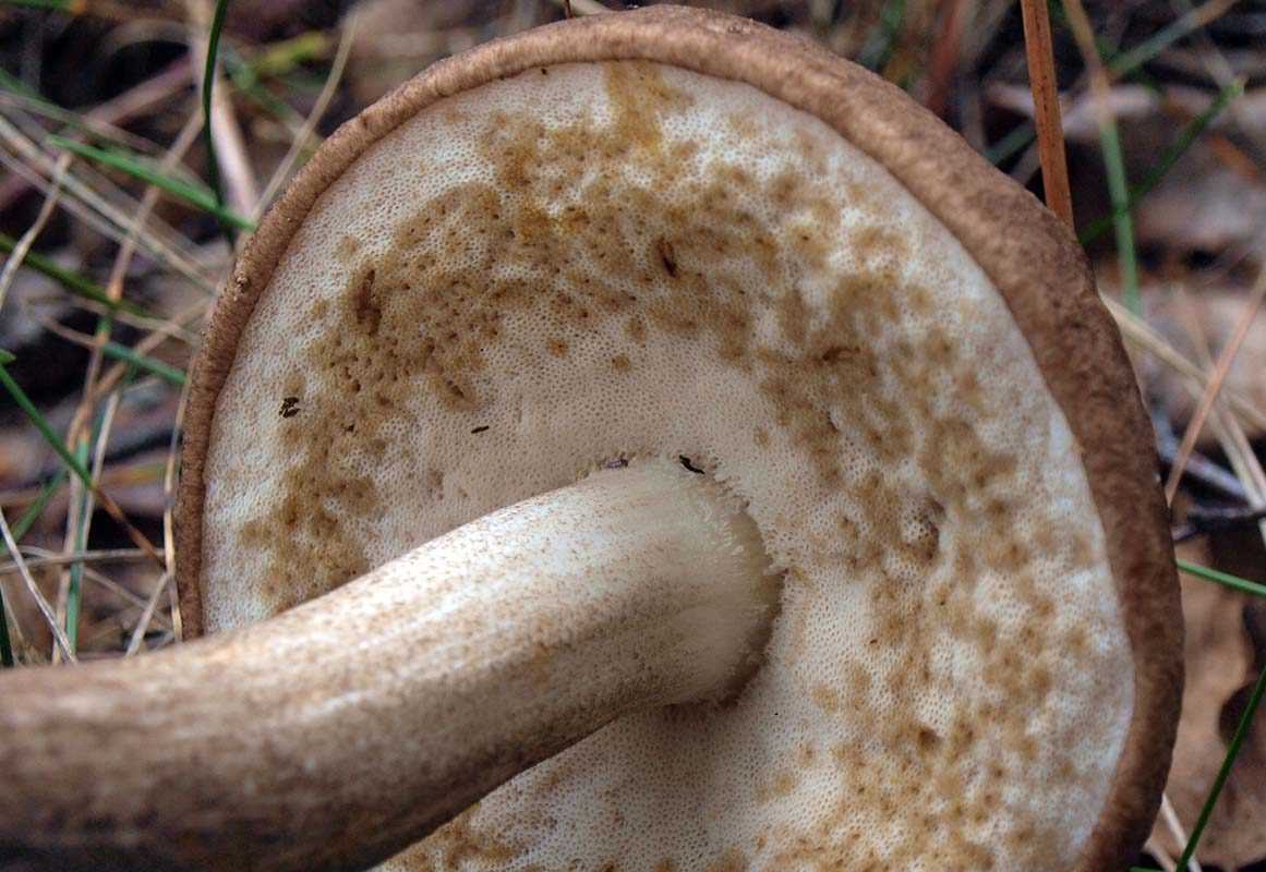 Опасны ли червивые грибы после варки. червивые грибы: чем они опасны и можно ли их есть