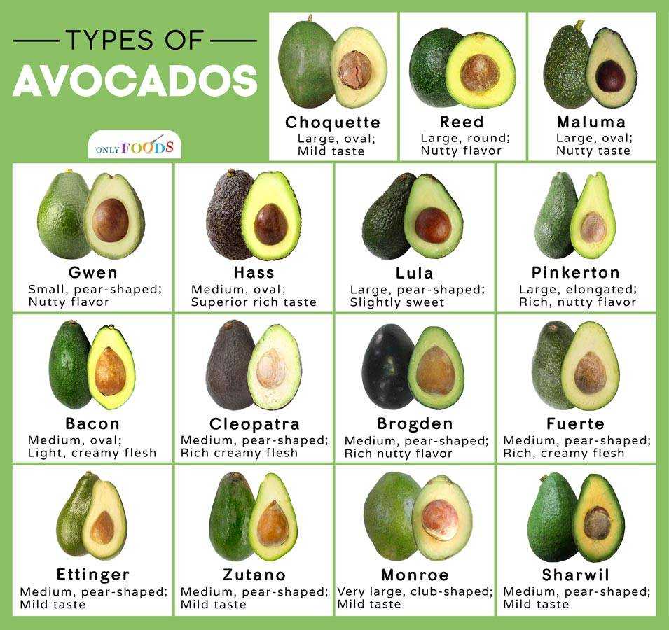 Авокадо хаас: описание сорта, чем отличается от обычного