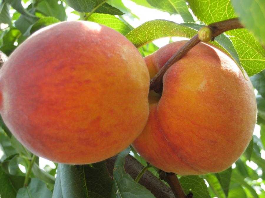 ᐉ лучшие сорта персиков: ранние, поздние, морозоустойчивые, самоопыляемые - zookovcheg.ru